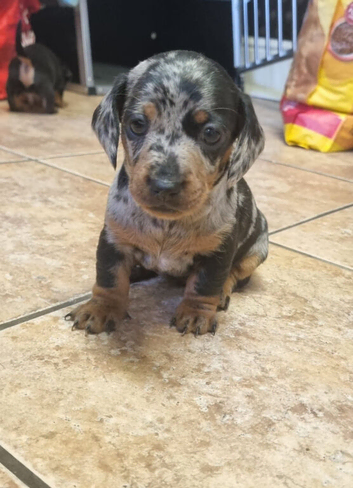 Miniature Dachshund