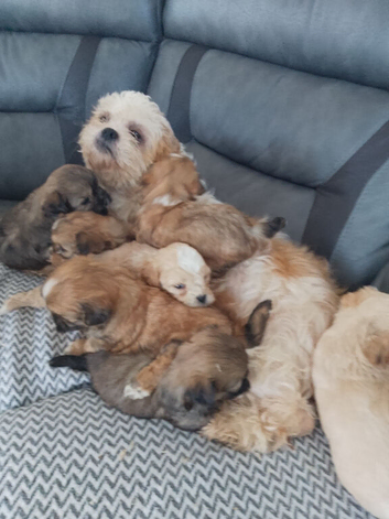 Lhasa apso