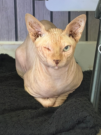 Unique Ginger Sphynx Cat &ndash; One-of-a-Kind Companion