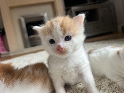 1 Ginger Tabby Queen Ready Now