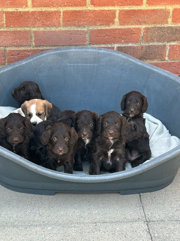 Beautiful cockapoo puppies &pound;950