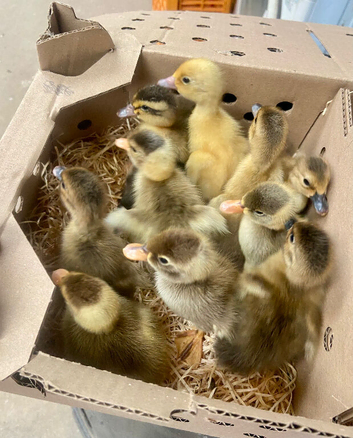 Day old Indian runner ducklings