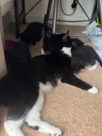 Kittens needing a new home
