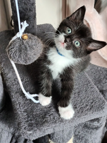 6 adorable kittens ready for a loving forever home