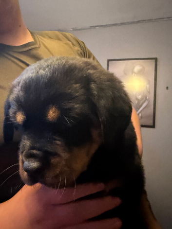 Got 2 Rottweiler pups