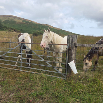 Gypsy Cob Gelding
