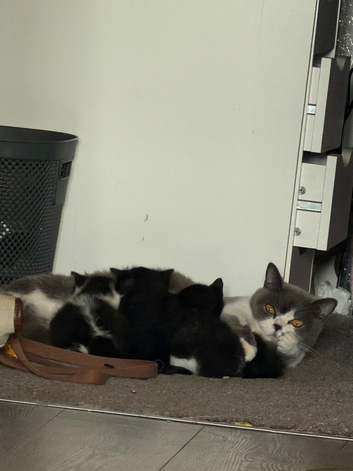 Pure breed bsh babies