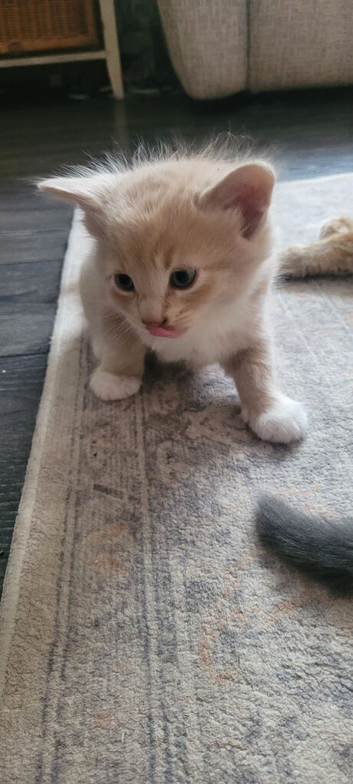 Stunning cream and white longhair kitten