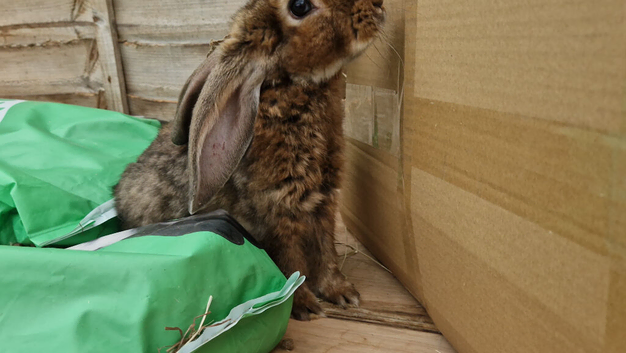Beautiful blue eyed boy looking for his loving home x
