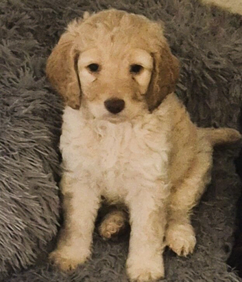 F1 Gorgeous Cokapoos Mother poodle (small to medium in size ) & Father cocker spaniel (small to medium size)