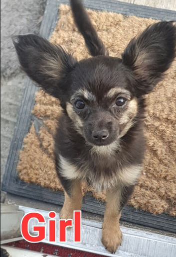 Looking for forever homes