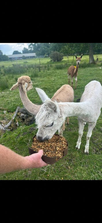 3 Beautiful Alpacas For Sale