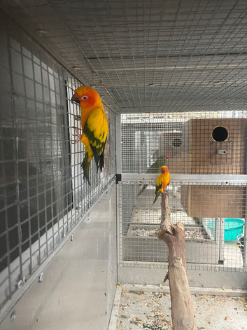 Sun conure