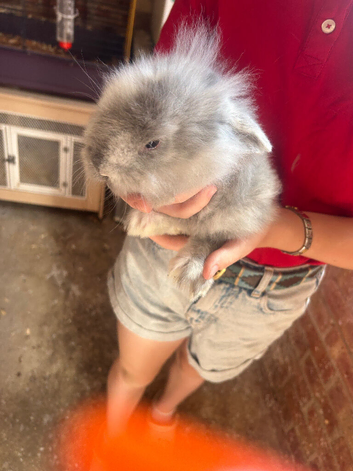 Lion head rabbits