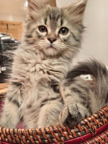Girl half Maine con half Persian