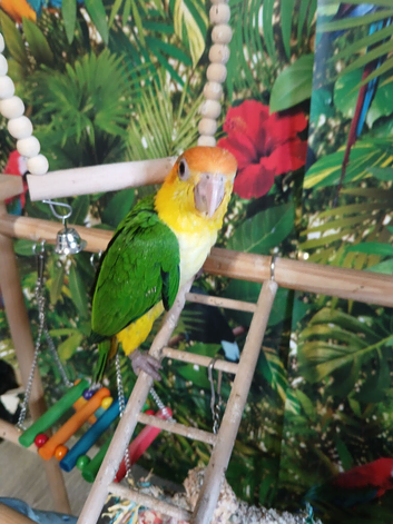 Hand-Reared yellow thighed caiques