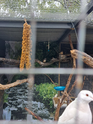 Zebra finch