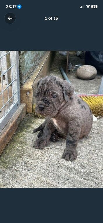 Gorgeous cane corso puppies
