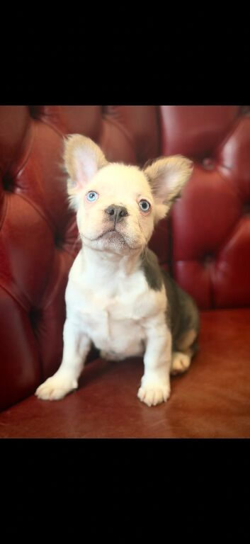 KC Blue & tan husky fluffy french bulldog