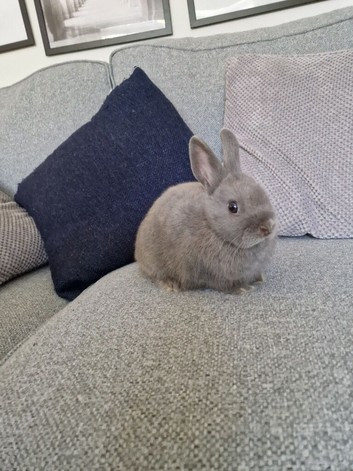 Netherland dwarf x mini lop