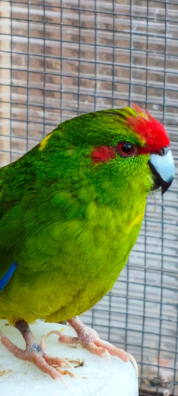 Kakariki cock bird in Maidstone