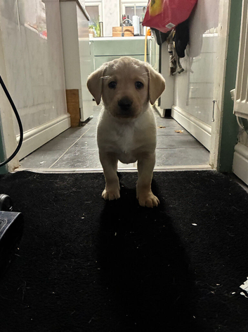 Pups ready to leave