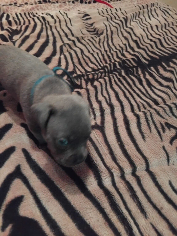 KC REGISTERD BLUE STAFFORDSHIRE BULL TERRIER