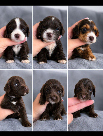 Beautiful F1b Cockapoo Puppies