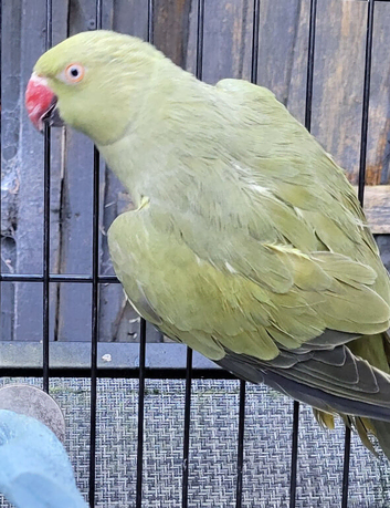 Beautiful Olive Mutation Young Indian Ringneck Talking Parrot