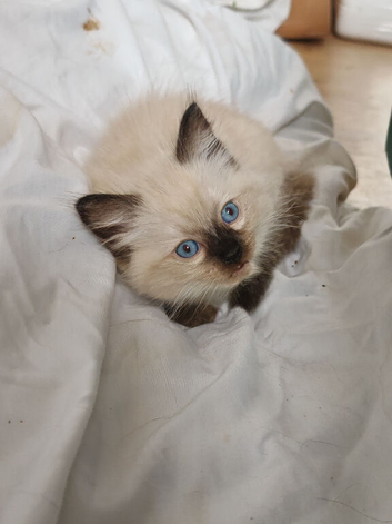 Ragdoll