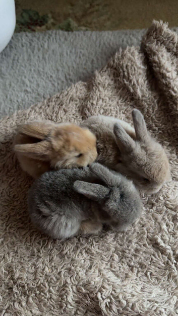 Angora Rabbit
