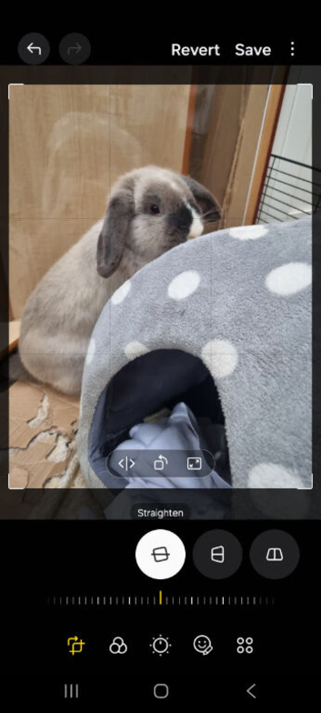 Male grey lop bunny needs a home