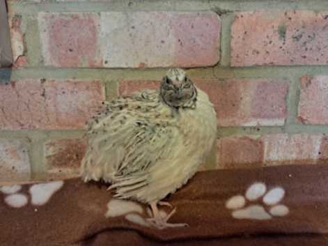 3 Quail for sale Billy, Barney and Bruce &pound;10 all 3