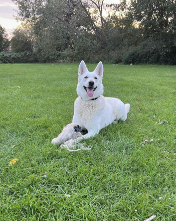 White Swiss Shepherd puppies