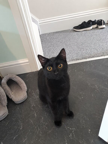 6 month old female bombay