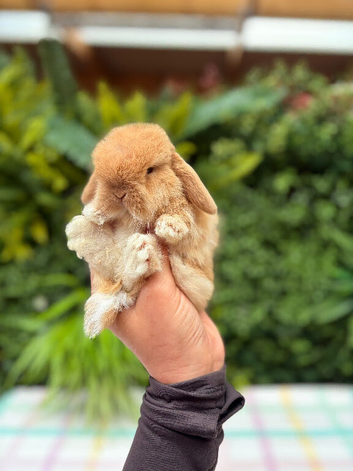 Baby Mini lops