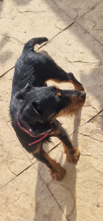 Female jagdterrier