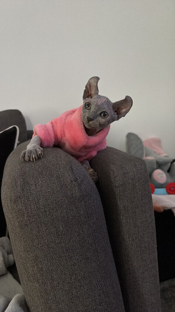 Elf Sphynx kitten