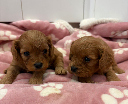 Cavapoo puppies F1