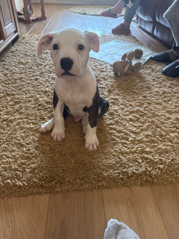 Pocket bully x old thyme bulldog