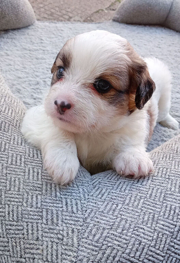 3 beautiful jacktesse puppies