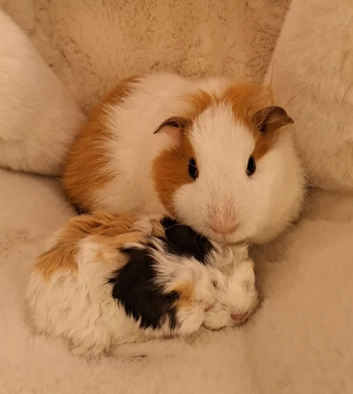 SOLD.   Bonded pair of young female guinea pigs.