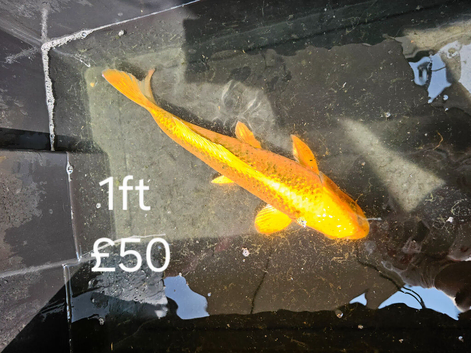 Koi fish