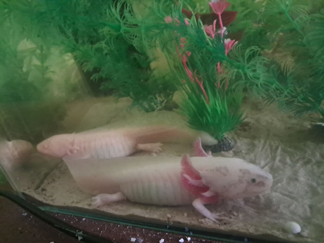 2 axolotl with tank