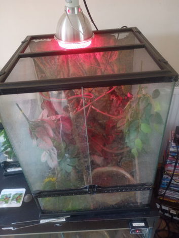 Full set up, two white tree frogs