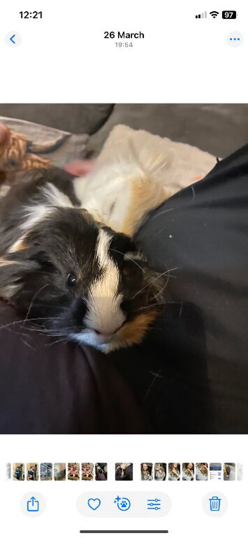 Four Guinea pigs for sale