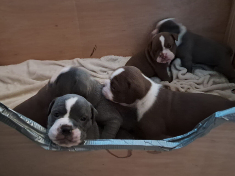 Beautiful old English bulldogs for sale!!!