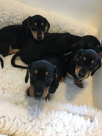 Ready to leave today Miniature dachshund puppies