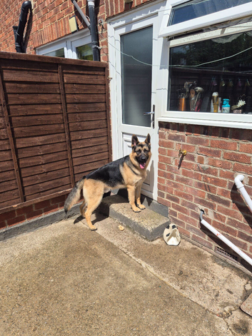 German shepherd