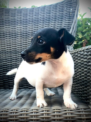 Jack Russell boy puppy